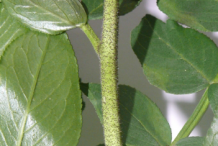 Stem-of-Burning-Bush-plant