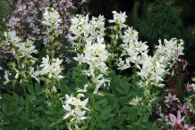 White-variety-of-Burning-Bush