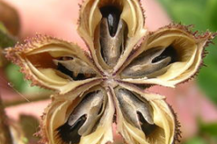 Dried-Fruit-of-Burning-Bush