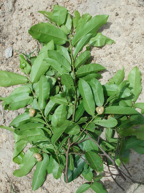 Bush-Banana-leaves