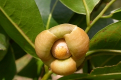 Bush-Banana-flower