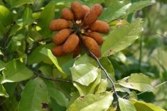 Bush-Banana-fruit