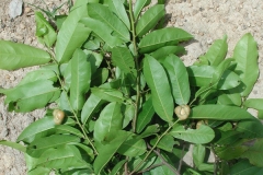 Bush-Banana-leaves