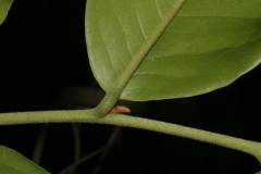 Bush-Banana-stem