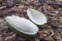 Half-cut-Bush-Banana