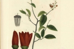 Plant-illustration-of-Bush-banana