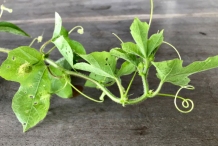 Leaves-and-tendrils-of-Bush-Passion-Fruit