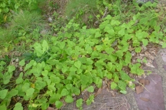 Bush-Passion-Fruit-plant