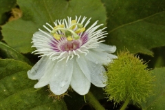 Closer-view-of-flower-of-Bush-Passion-Fruit
