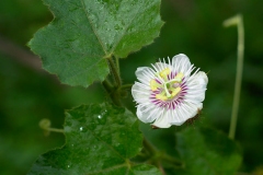 Flower-of-Bush-Passion-Fruit