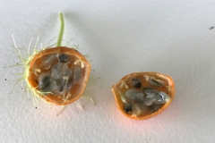 Half-cut-Bush-Passion-Fruit