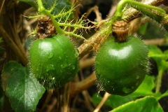 Immature-Bush-Passion-Fruit