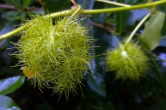 Immature-Bush-Passion-Fruit-with-sticky-bracts
