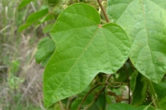 Leaves-of-Bush-Passion-Fruit