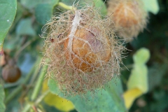 Mature-Bush-Passion-Fruit