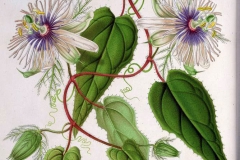 Plant-Illustration-of-Bush-Passion-Fruit