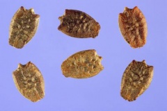 Seeds-of-Bush-Passion-Fruit