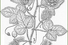 Sketch-of-Bush-Passion-Fruit