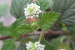 Bushy-Lippia-flower