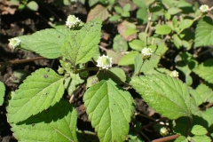 Bushy-Lippia-leaves
