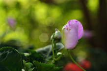 Bud-of-Busy-Lizzie