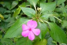 Busy-Lizzie-Plant