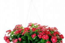 Busy-Lizzie-growing-on-pot