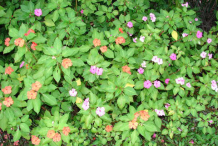 Busy-Lizzie-growing-wild