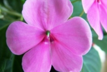 Closer-view-of-Busy-Lizzie-Flower