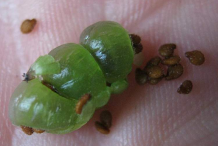 Fruit-and-seeds-of-Busy-Lizzie