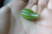 Fruit-capsule-of-Busy-Lizzie