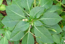 Leaves-of-Busy-Lizzie