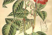 Plant-Illustration-of-Busy-Lizzie