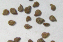 Seeds-of-Busy-Lizzie