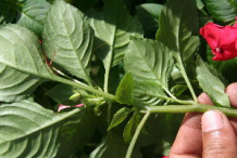 Stem-and-leaves-of-Busy-Lizzie