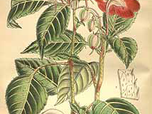 Plant-Illustration-of-Busy-Lizzie