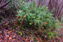 Butcher's-Broom-Plant-growing-wild