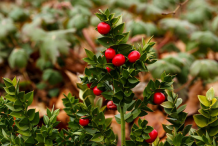 Butcher's-Broom-Plant