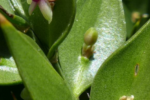 Butcher's-Broom-plant-showing-flower