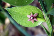 Flower-of-Butcher's-Broom-plant
