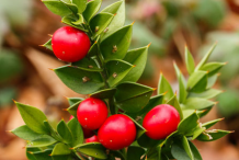 Fruit-of-Butcher's-Broom-plant