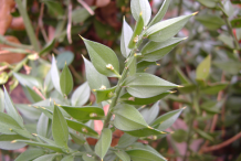 Leaves-of-Butcher's-Broom-plant