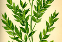 Plant-Illustration-of-Butcher's-Broom