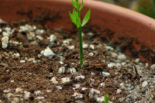 Saplings-of-Butcher's-Broom-plant