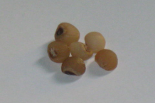Seeds-of-Butcher's-Broom