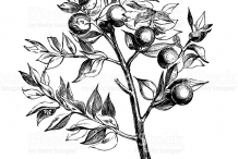 Sketch-of-Butcher's-Broom