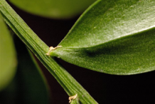 Stem-of-Butcher's-Broom