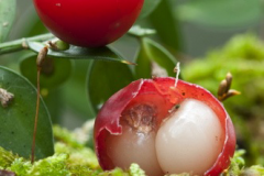 Butchers-Broom-fruit-displaying-seeds