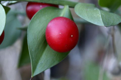 Closer-view-of-Butcher's-Broom-fruit