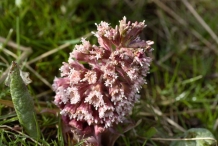 Close-up-flower-of-Butterbur
